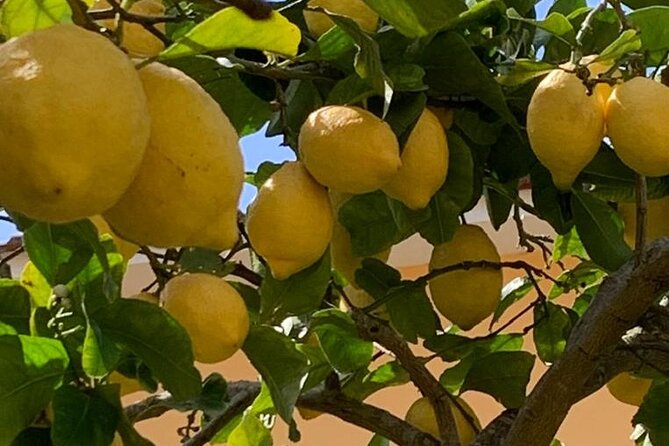 3 Hour Walking Tour of Sorrento with Local Food Tasting - Key highlights you will feel right away
