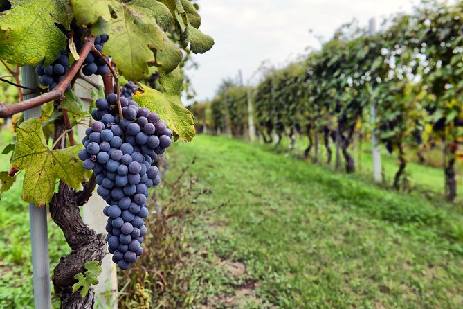 All Inclusive Pompeii, Vesuvius, wine tasting & light lunch - How the day runs from Sorrento (and what helps you enjoy it)