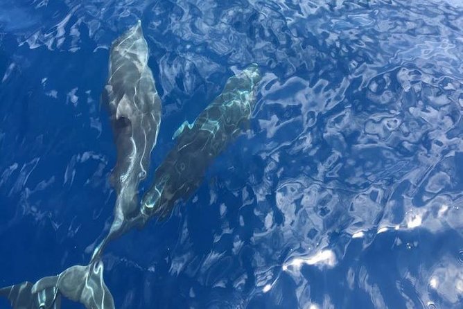Appreciate the Amalfi coast on a luxury yacht! - Li Galli: Marine Reserve Beauty You See From the Sea
