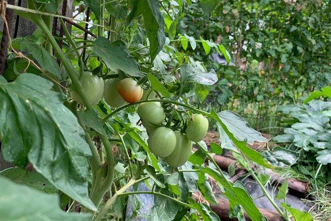 Cook and Eat in a Citrus Grove in Sorrento - Eating under the pergola, with wine and your own work on the table