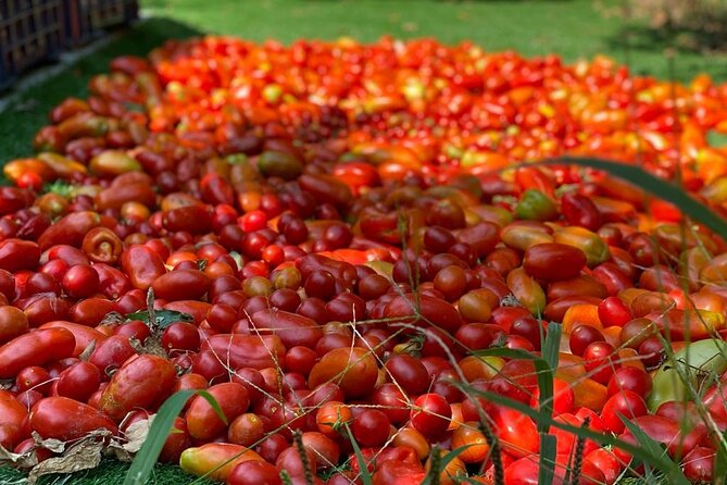 Cook and Eat in a Citrus Grove in Sorrento - Price and timing: is $168.20 a fair deal?