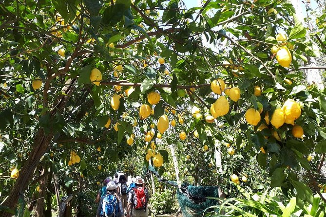 DISCOVER SORRENTO, food &Walking tour . Lemons-cheese&olive oil - Who should book this tour, and who should think twice
