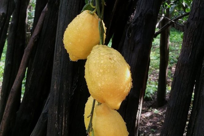 DISCOVER SORRENTO, food &Walking tour . Lemons-cheese&olive oil - The 5:00 pm timing and how the tour paces 2.5 hours