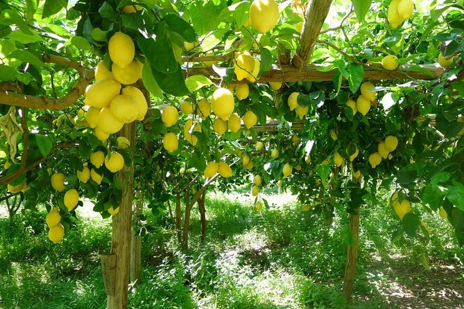 Discover Sorrento with food tasting and walking Tour - Sorrento on foot: Piazza Tasso, Via Santa Maria, Via del Mare, and Via San Nicola