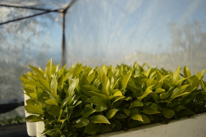 Discovery Tour of Sorrento Lemon in Massa Lubrense - Seedbeds and Bitter Orange: Where Lemon Starts to Make Sense