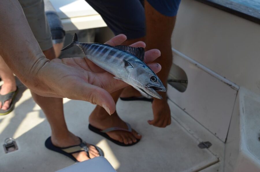 From Sorrento: Fishing in Capri with Lunch - Price and Value: Is $215.24 Worth a Day at Sea?