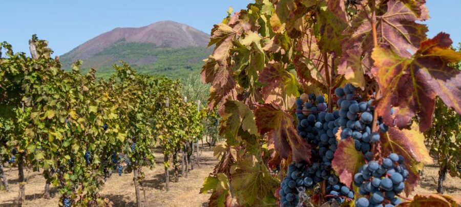 From Sorrento: Mount Vesuvius Tour with Lunch & Wine Tasting - Should you book the Sorrento to Vesuvius tour with lunch and wine?