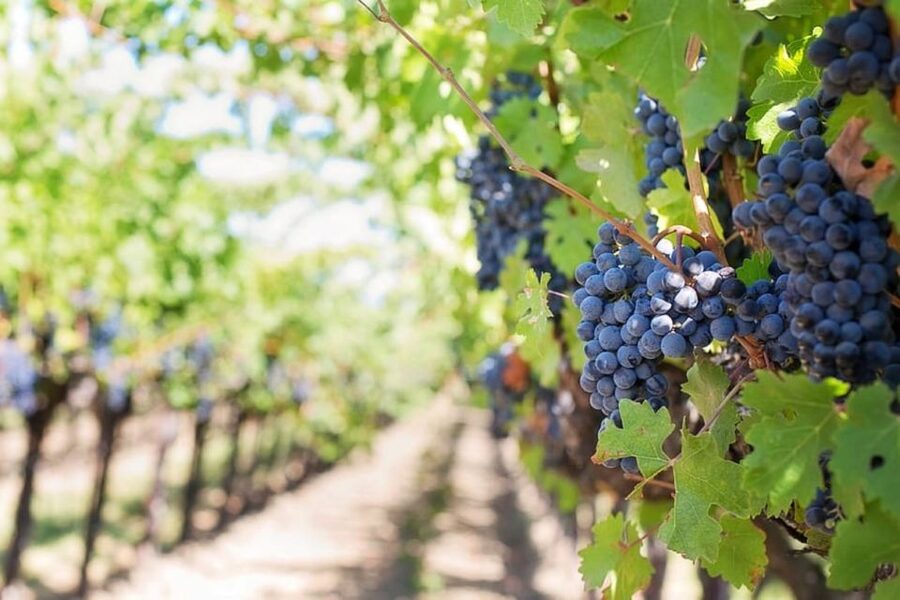 From Sorrento: Pompeii & Mt. Vesuvius Tour with Lunch & Wine - Price and Value: Is $192.58 Worth It?