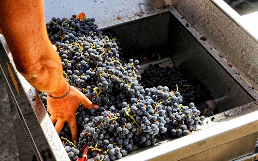 From Sorrento: Winery Tour, Tasting & Lunch - Getting from Sorrento to the Winery: how the day really moves