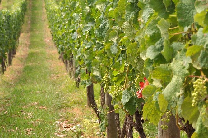 Full Day Small Group Pompeii Tour from Sorrento with Local Wine Tasting - A 7-hour Pompeii and wine day that runs on a clear schedule
