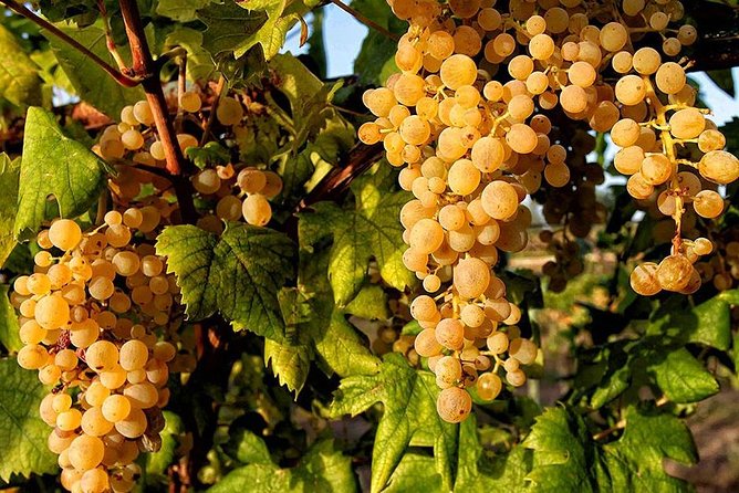 Full Day Small Group Pompeii Tour from Sorrento with Local Wine Tasting - The Bosco de’ Medici lunch break with real wine tasting, plus Vesuvius views