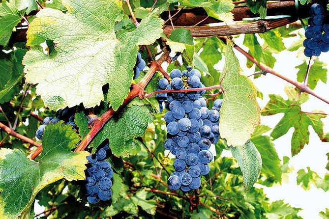 Full Day Small Group Pompeii Tour from Sorrento with Local Wine Tasting - Value check: what you really get for $161.19