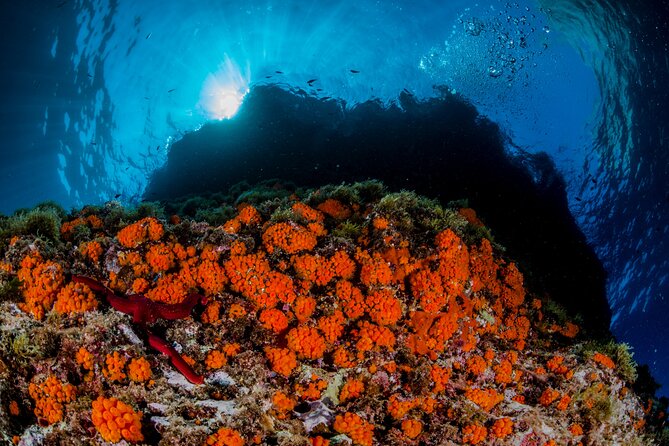 Guided diving for beginners without certification from Sorrento - Wildlife you can realistically look for on this coast