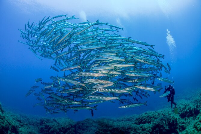 Guided diving for beginners without certification from Sorrento - Who this is best for