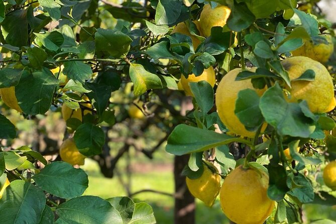 Guided tour of a historic lemon grove in Sorrento - Quick hits before you go