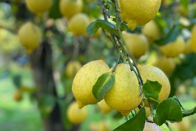 Guided tour of a historic lemon grove in Sorrento - Meet La Limonaia at Via Bernardino Rota, then step into the groves