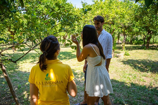 Guided tour of a historic lemon grove in Sorrento - Stop structure: what you should expect on your 45 minutes