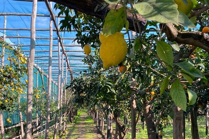 Guided tour of a historic lemon grove in Sorrento - Price and value: what $48.27 really buys you
