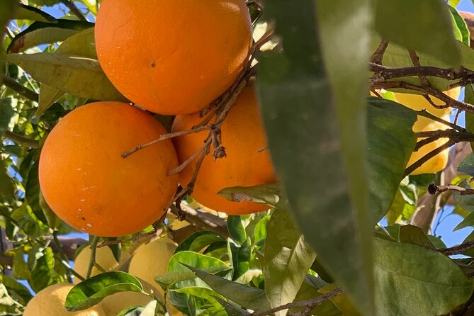 Guided tour of a historic lemon grove in Sorrento - Practical tips: bugs, photos, and what to wear