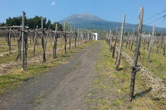 Herculaneum-Wine tour from Sorrento, with licensed guide included - Getting From Sorrento: Private Ride, English Driver, Early Start