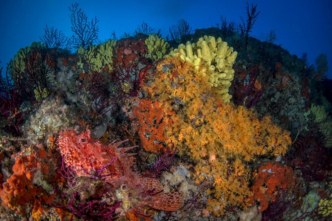 Immersion in Banco Santa Croce from Sorrento with Expert Guide - What happens during the double underwater sessions