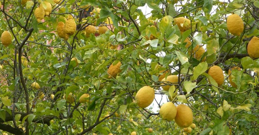 Lemon Nursery & Limoncello: Sorrento E-Bike Tour - Key things I’d clock before you go