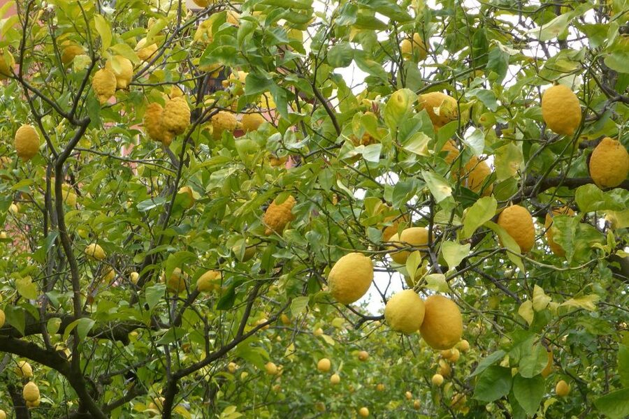 Lemon Nursery & Limoncello: Sorrento E-Bike Tour - Who This Tour Fits Best (and Who Should Skip It)
