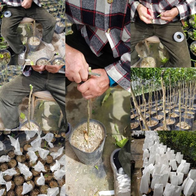 Lemon Nursery & Limoncello: Sorrento E-Bike Tour - Should You Book Lemon Nursery and Limoncello on the E-Bike?
