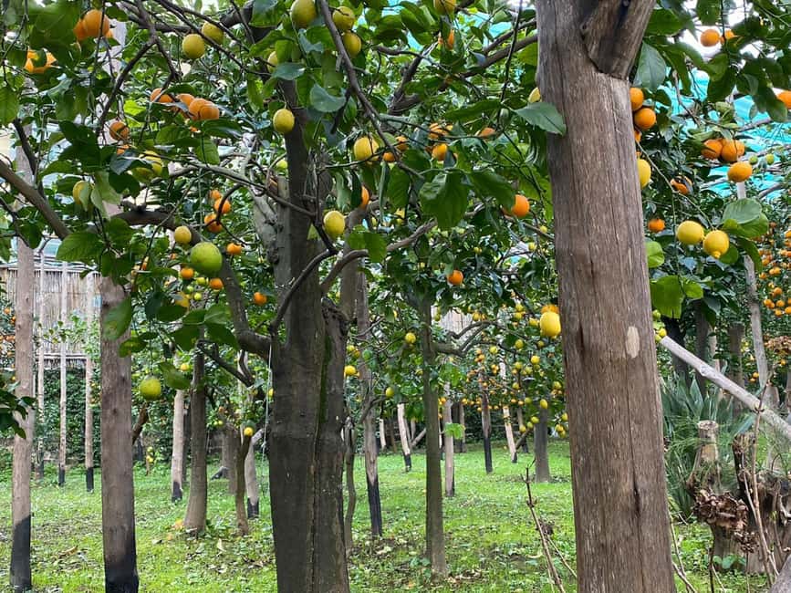 Lemon Tour with Lunch/Dinner - Lemon garden tour in Sorrento: what you actually learn