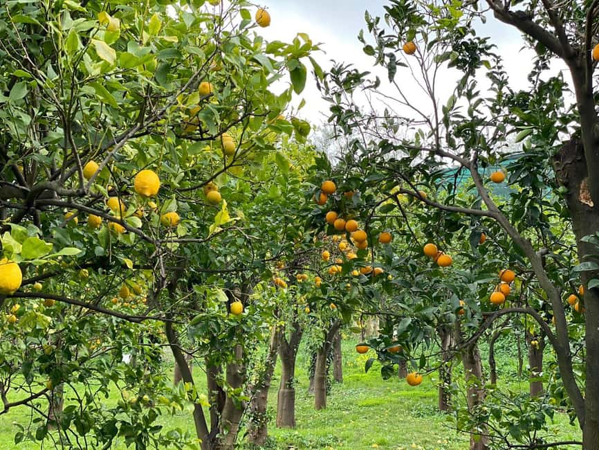 Lemon Tour with Lunch/Dinner - Lunch or dinner under lemon trees: the open-air restaurant setup
