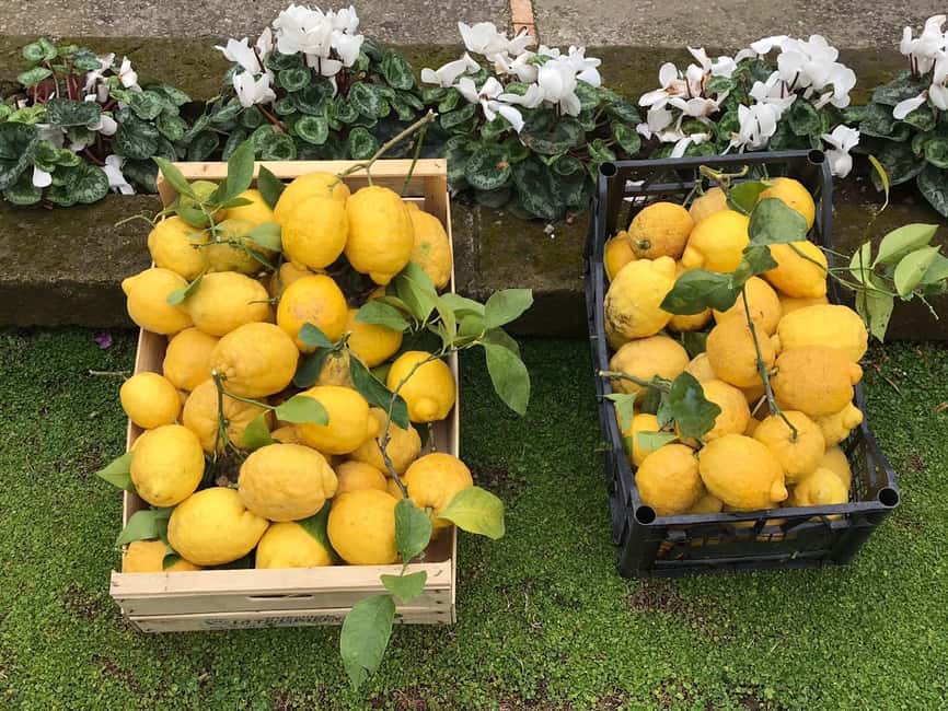 Lemon Tour with Lunch/Dinner - Price and value: is $97 worth it?