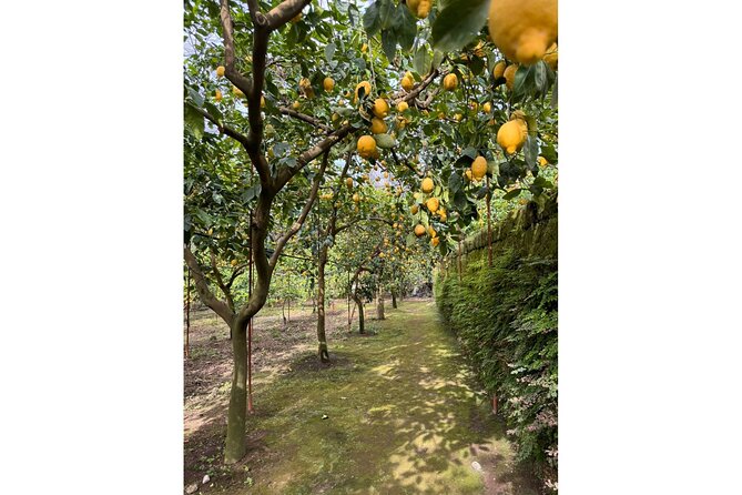 Nonna Concettina Sorrento Lemon Tour - From Via Fuorimura to the Grove: Pickup That Sets the Tone