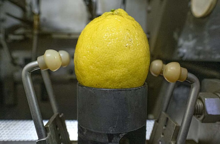 Nonno Mario Lemon Tour - Who this tour suits best, and how to plan your day in Sorrento