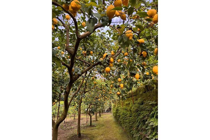 Nonno Mario Sorrento Lemon tour - The Welcome Lemon Drink and Tastings That Set the Tone