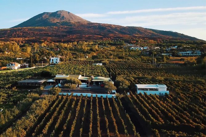 Organic Wine Tasting & Lunch on Vesuvius with Transfer from Sorrento Peninsula - Key things to know before you go