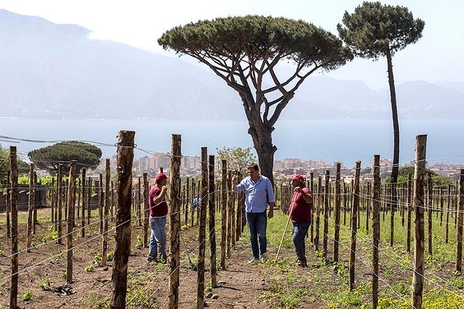 Organic Wine Tasting & Lunch on Vesuvius with Transfer from Sorrento Peninsula - Timing, pickup reliability, and comfort details that matter