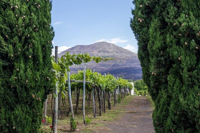Organic Wine Tasting & Lunch on Vesuvius with Transfer from Sorrento Peninsula - The vineyard walk with the Russo family: your first real taste of the place