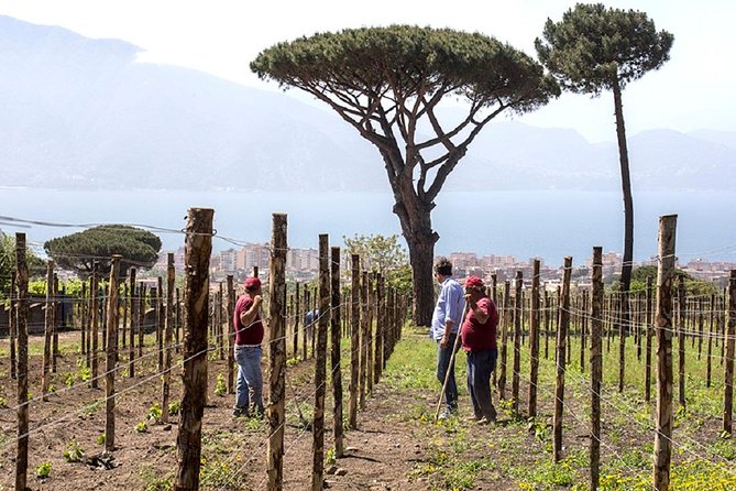 Pompeii Ruins & Wine Tasting with Lunch on Vesuvius with Private Transfer - Who should book this tour, and who should skip it