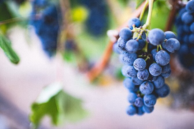 Pompeii, Vesuvius & Wine Tasting - Starting in Sorrento: Private Pickup, Mobile Ticket, Real Timing