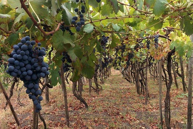 Pompeii & Vesuvius with Wine Tasting from the Coast - How Much Walking Is Involved (And What To Bring)