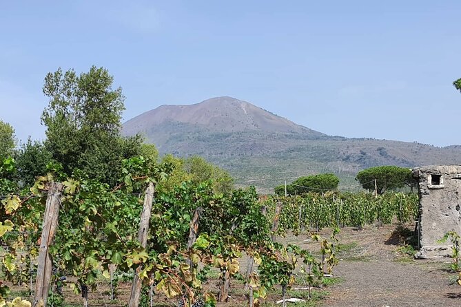 Pompeii & Wine Tour from Sorrento (tickets & lunch not included) - Sorrento Pickup and Private Transport That Actually Saves Time