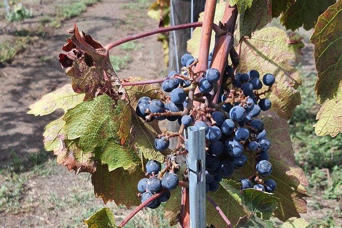 Pompeii & Wine Tour from Sorrento (tickets & lunch not included) - Winery Stop Near Pompeii: Terrace Views, Typical Products, and Lunch Onsite