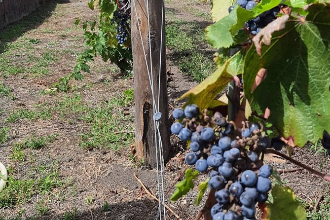 Pompeii & Wine Tour from Sorrento (tickets & lunch not included) - Price and Logistics: Is $357.42 Per Person Good Value?