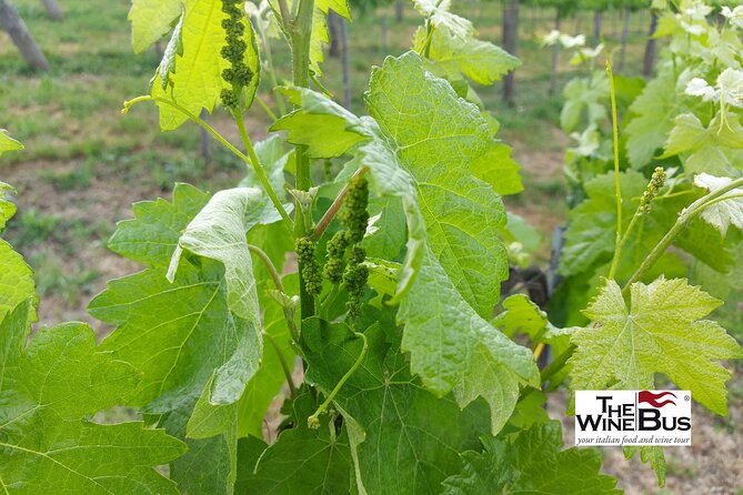 Private Irpinia Wine Tour from Sorrento with sommelier - Key highlights worth knowing before you go