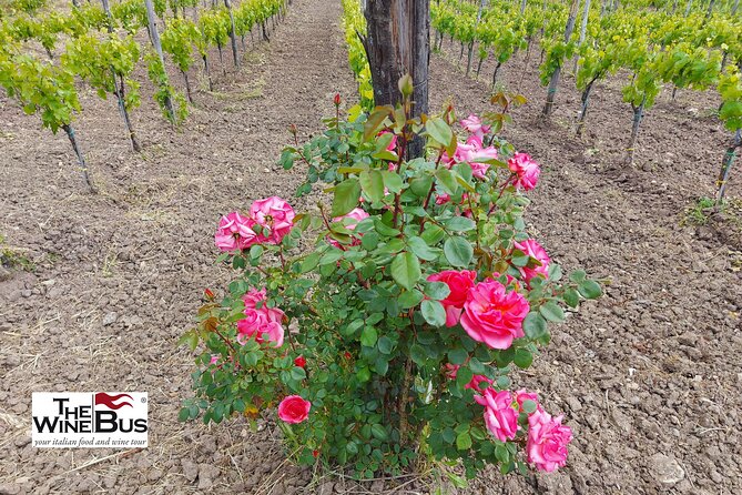Private Irpinia Wine Tour from Sorrento with sommelier - Feudi di San Gregorio in Sorbo Serpico: family-run, historical vineyards, guided tasting
