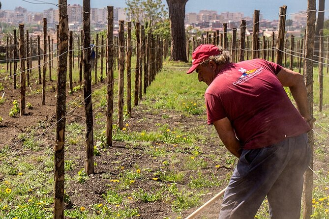 Private Pompeii Tour with Wine Tasting Experience - Boscotrecase on Vesuvius slopes: wine tasting with a real lunch