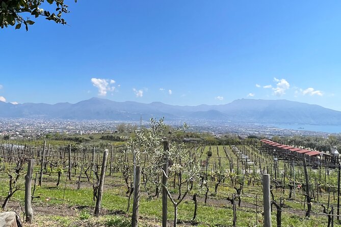 Private Tour in Pompeii Ruins and Pompeii City Center Winery - Timing, logistics, and why the price makes sense