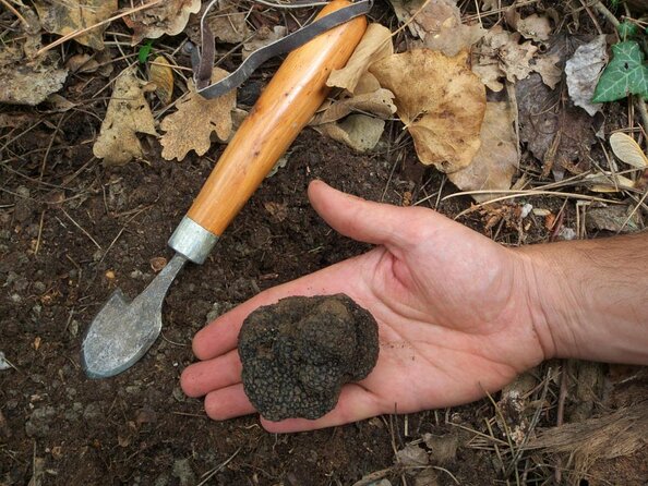 Private Tour: Truffle-Hunting Experience from Sorrento with Lunch - Key things that make this tour special