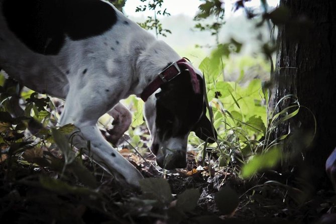 Private Tour: Truffle-Hunting Experience from Sorrento with Lunch - Meeting the Truffle Hunter and Dogs, Then Getting Your Game Plan