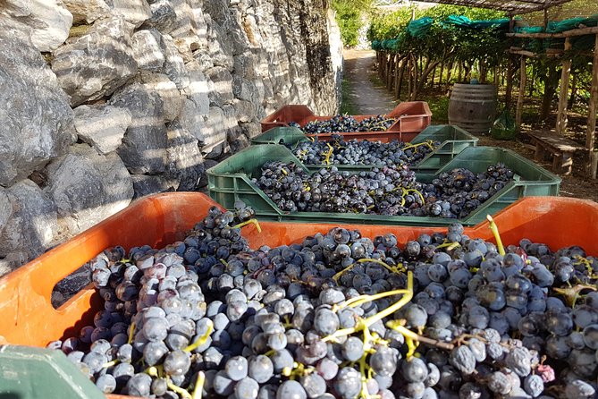 Private Vineyard Visit: Wine Tasting, Local Delicacies & Ceramics - Cheese, Salami, and a Real Sommelier Rhythm